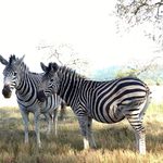 Zebra in Mlilwane